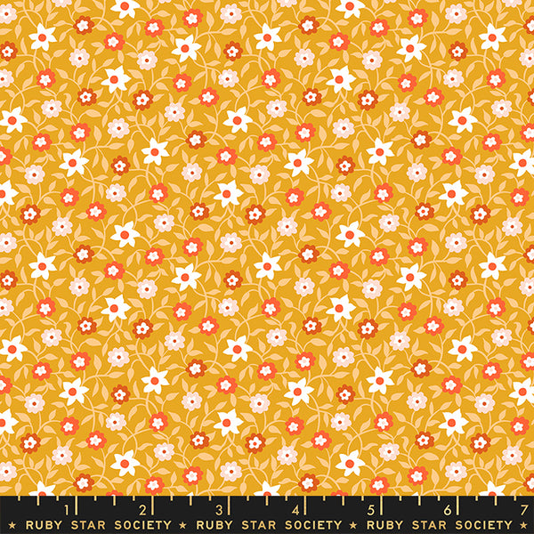 Lil - Creeping Vine - Cactus